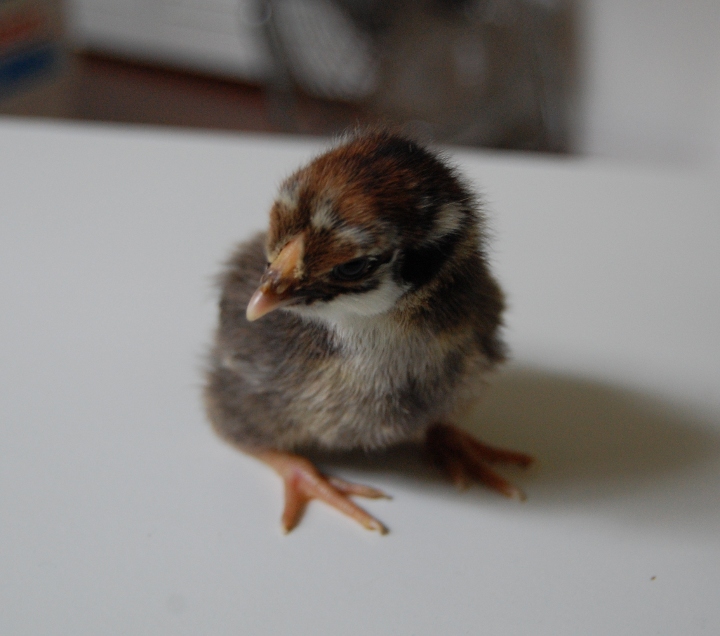 joy lanzendorfer baby chick penny