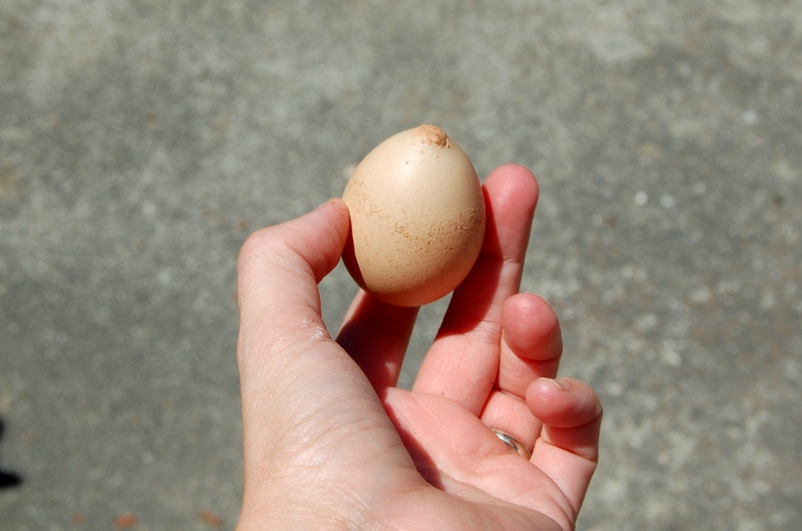 Joy Lanzendorfer boob egg