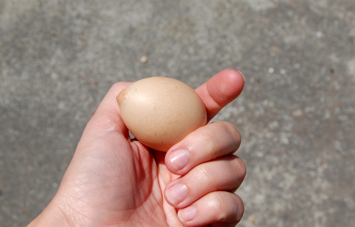 Joy Lanzendorfer boob egg