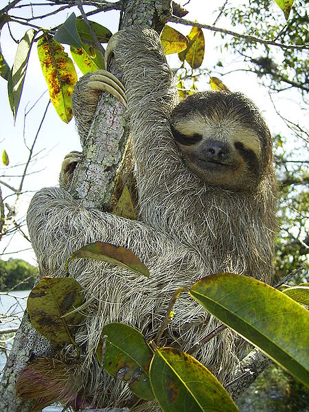 joy lanzendorfer giant sloth of awp 2011 washington dc