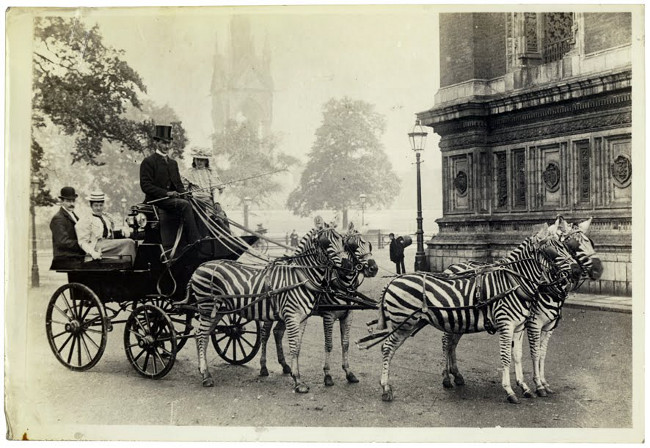zebra-carriage