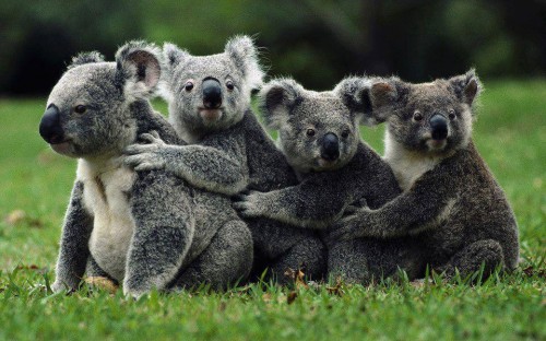 Australian-animals-1